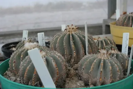 ゲオヒントニア・メキシカーナの育て方・栽培方法