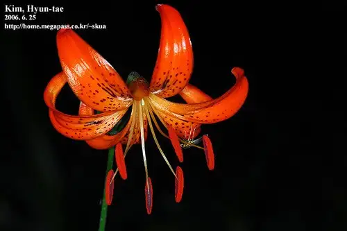 Lilium leichtlinii Cuidados (Plantando, Fertilizantes, Enfermedades) -  PictureThis