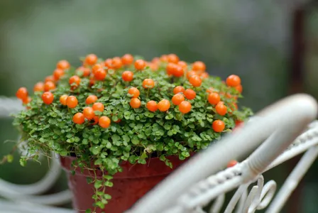 コケサンゴ（苔珊瑚）の育て方・栽培方法