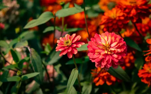 ジニア・マリランデカ 'ダブル ザハラ サーモンローズ' (Zinnia marylandica 'Double Zahara Salmon  Rose') - PictureThis