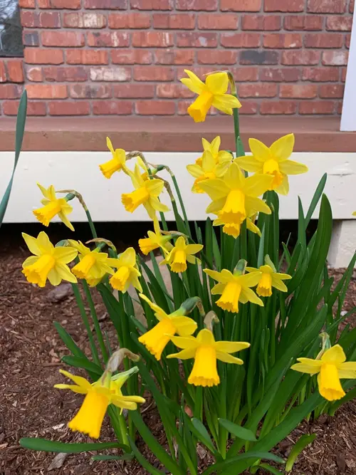 Cyclamen-flowered daffodil 'Larkwhistle'