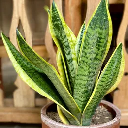 Sansevieria