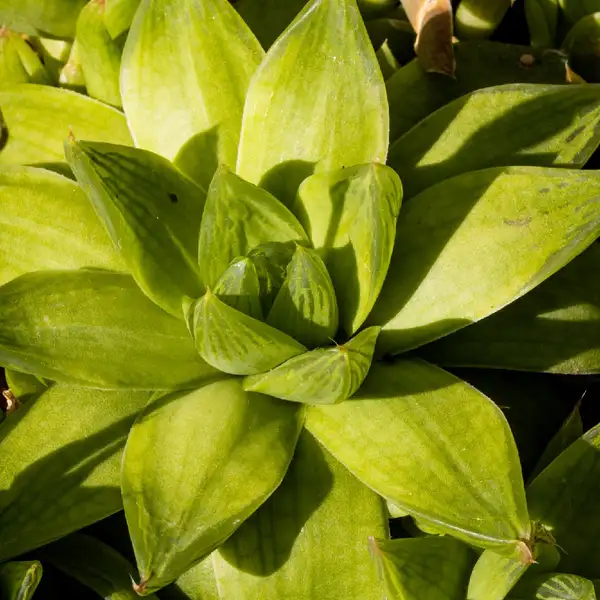 ハオルシア属 Haworthia 花言葉 毒性 よくある質問 Picturethis