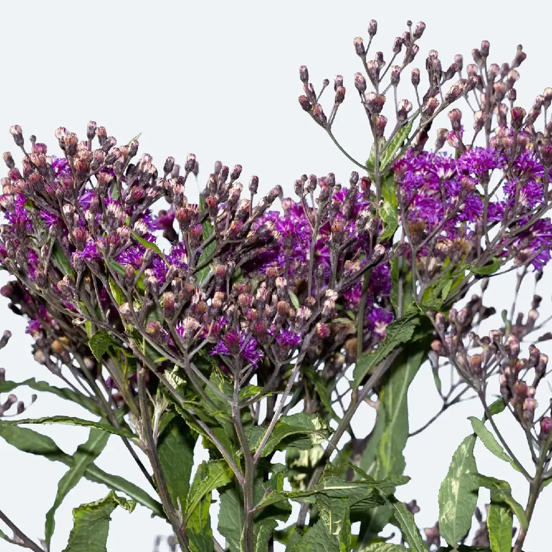 Вернония гигантская (Vernonia gigantea) - PictureThis