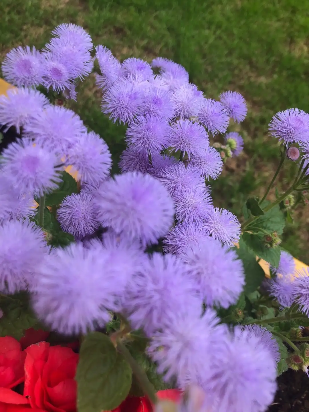 藿香薊屬 Ageratum 照顧 種植 繁殖 開花時間 Picturethis