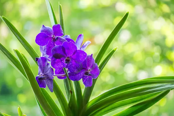 Orquídea (Orchidaceae) - PictureThis