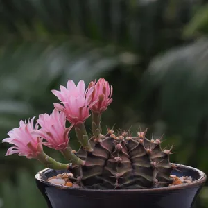 ズイウンマル（瑞雲丸） (ケア, 特徴, 花, 画像)