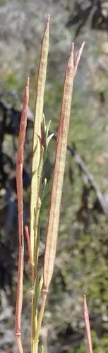 Heliophila scoparia