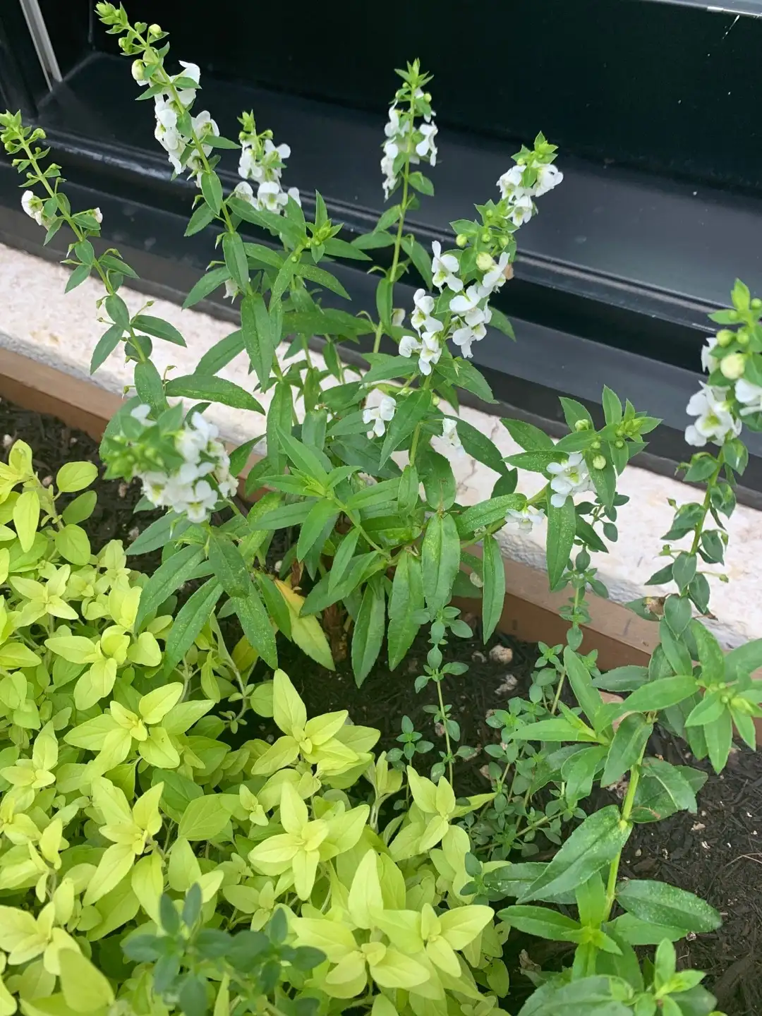 アンゲロニア属 Angelonia 花言葉 毒性 よくある質問 Picturethis アンゲロニア属 Angelonia 花言葉 毒性 よくある質問 Picturethis