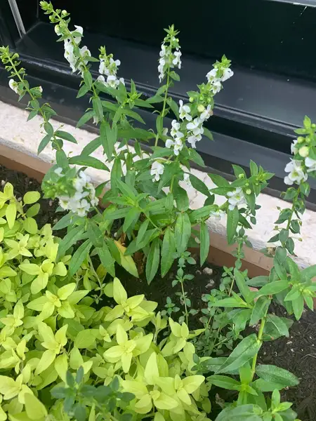 アンゲロニア属 Angelonia 花言葉 毒性 よくある質問 Picturethis アンゲロニア属 Angelonia 花言葉 毒性 よくある質問 Picturethis