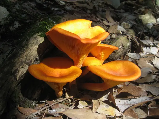 할로윈호박색화경버섯