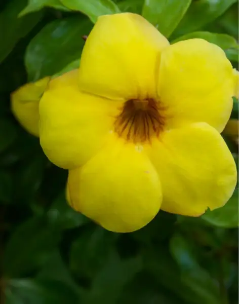 アラマンダ属 Allamanda 花言葉 毒性 よくある質問 Picturethis