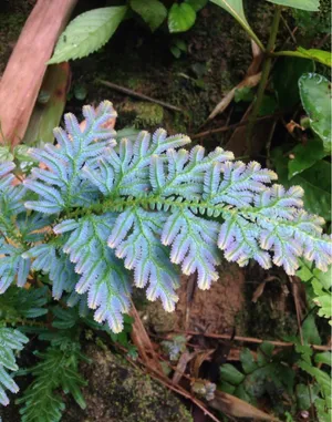 Selaginella willdenowii (分類, 特徴, 分布, 画像)