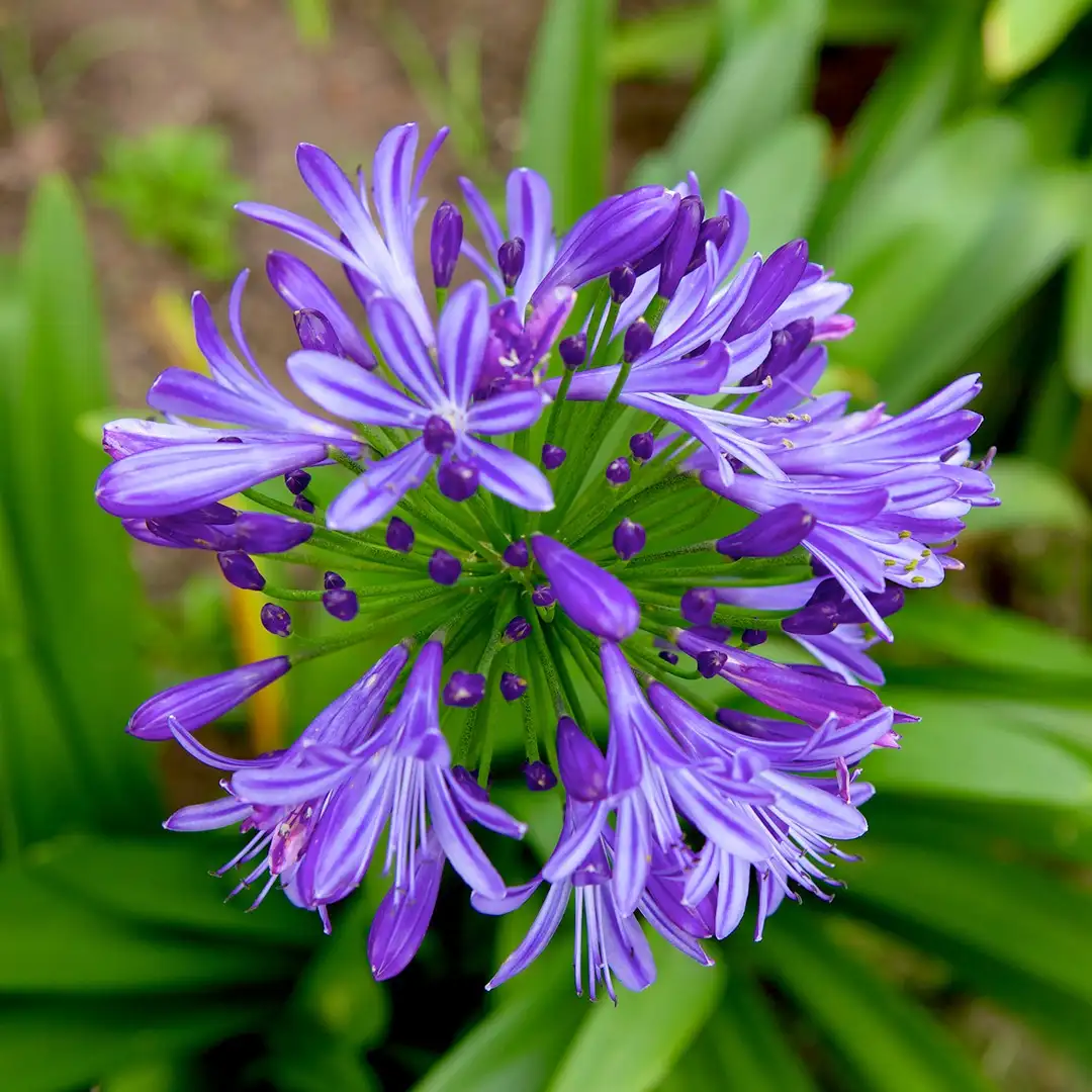 African-lily (Agapanthus praecox) Flower, Leaf, Care, Uses