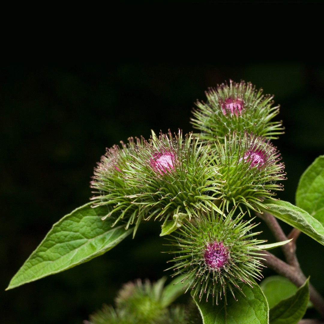 Image of Burdock flower head with spiky bracts