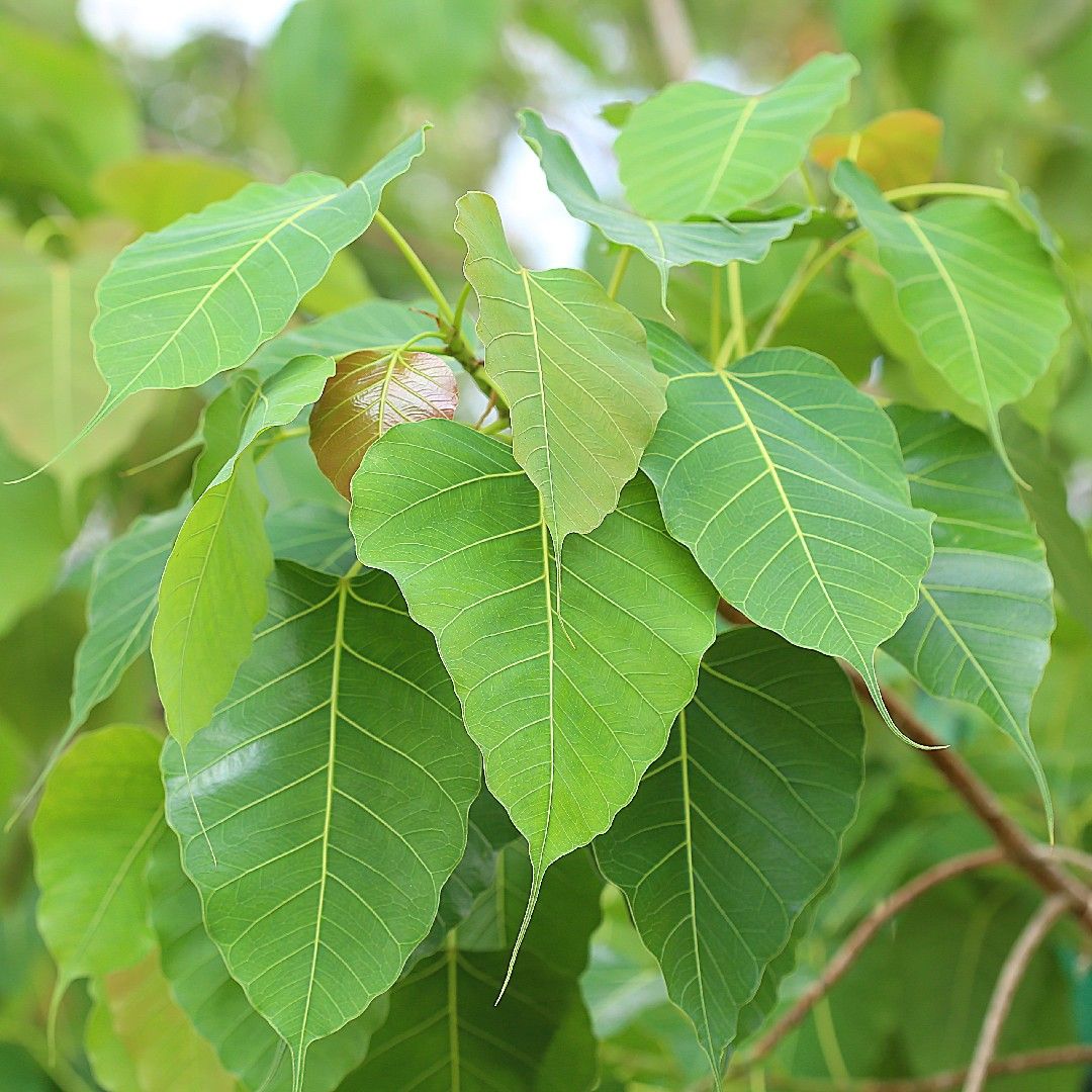 ficus religiosa flower