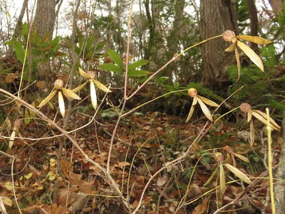 ツクバネ（衝羽根） (Buckleya lanceolata) - PictureThis