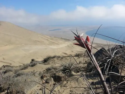 Tillandsia latifolia Cura(Come si cura, Coltivazione, Riproduzione) -  PictureThis