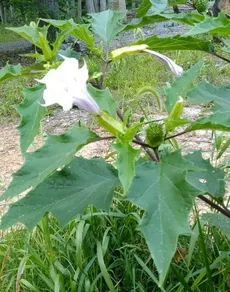 🍀 シロバナヨウシュチョウセンアサガオ（白花洋種朝鮮朝顔）の育て方と世話の仕方