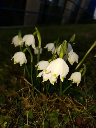 スノーフレーク属 Leucojum 花言葉 毒性 よくある質問 Picturethis スノーフレーク属 Leucojum 花言葉 毒性 よくある質問 Picturethis