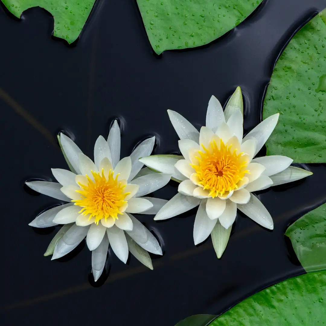 香睡蓮 Nymphaea Odorata 照顧 種植 繁殖 開花時間 Picturethis