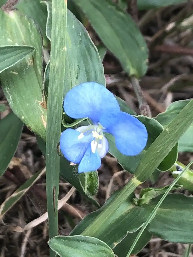 ツユクサ属 Commelina 花言葉 毒性 よくある質問 Picturethis