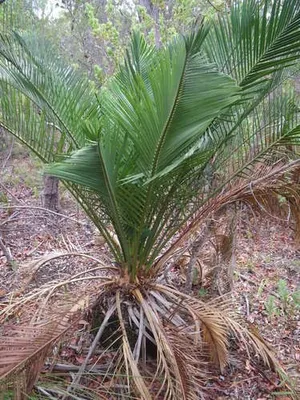 マクロザミア属 (Macrozamia) - PictureThis