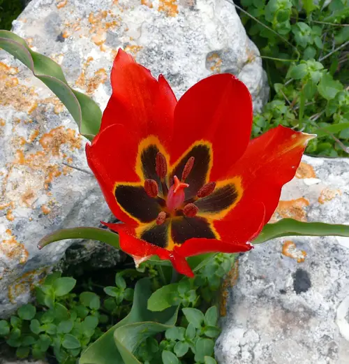 Tulipano di Agen