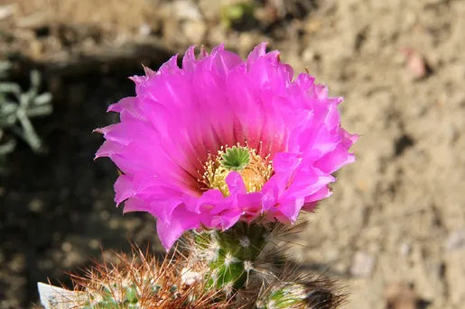 Lace Hedgehog Cactus Care (Watering, Fertilize, Pruning