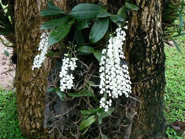 エランギス・シトラタ (Aerangis citrata) - PictureThis