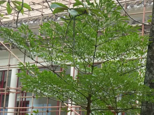 ヘテロパナックス属 Heteropanax 花言葉 毒性 よくある質問 Picturethis