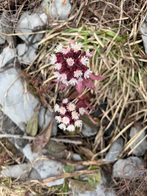 Sweet coltsfoot