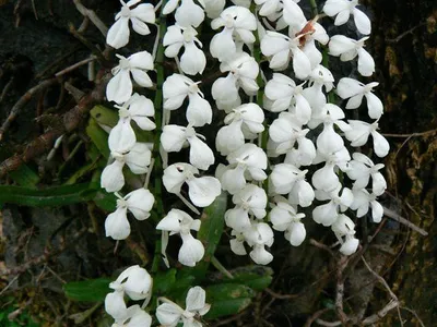 エランギス・シトラタ (Aerangis citrata) - PictureThis