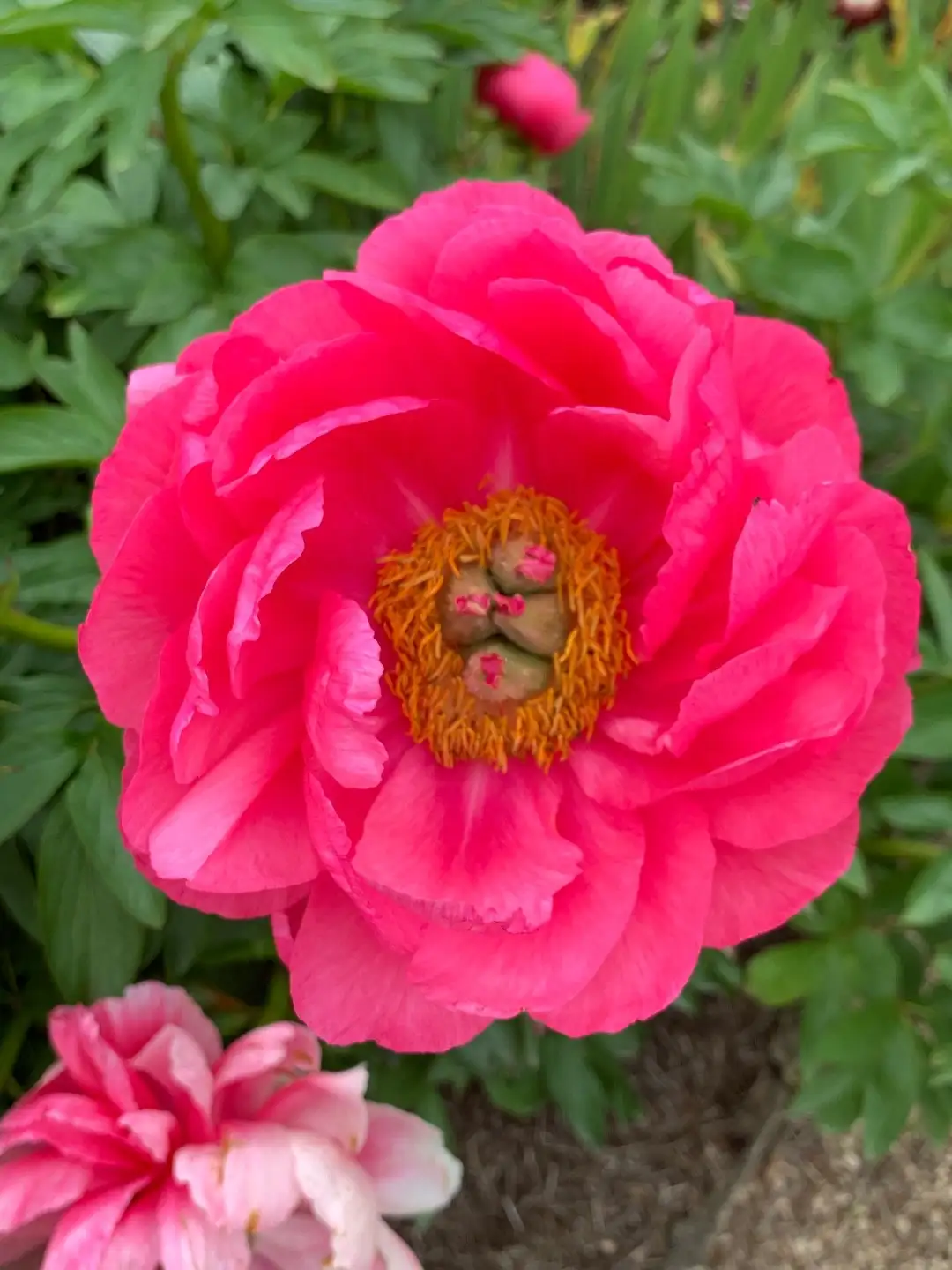 Peonia (Paeonia) - PictureThis