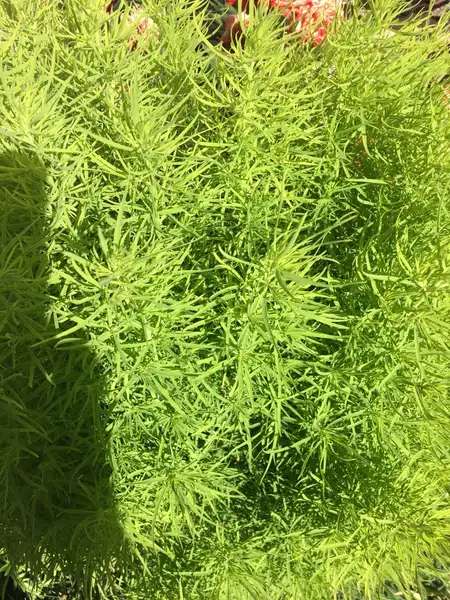 バッシア属 Bassia 花言葉 毒性 よくある質問 Picturethis バッシア属 Bassia 花言葉 毒性 よくある質問 Picturethis