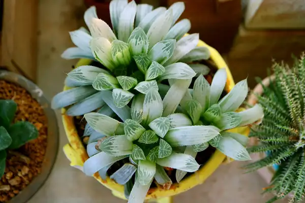 ハオルシア属 Haworthia 花言葉 毒性 よくある質問 Picturethis