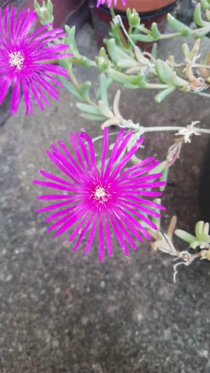 花 太陽 雨 オファー カバー