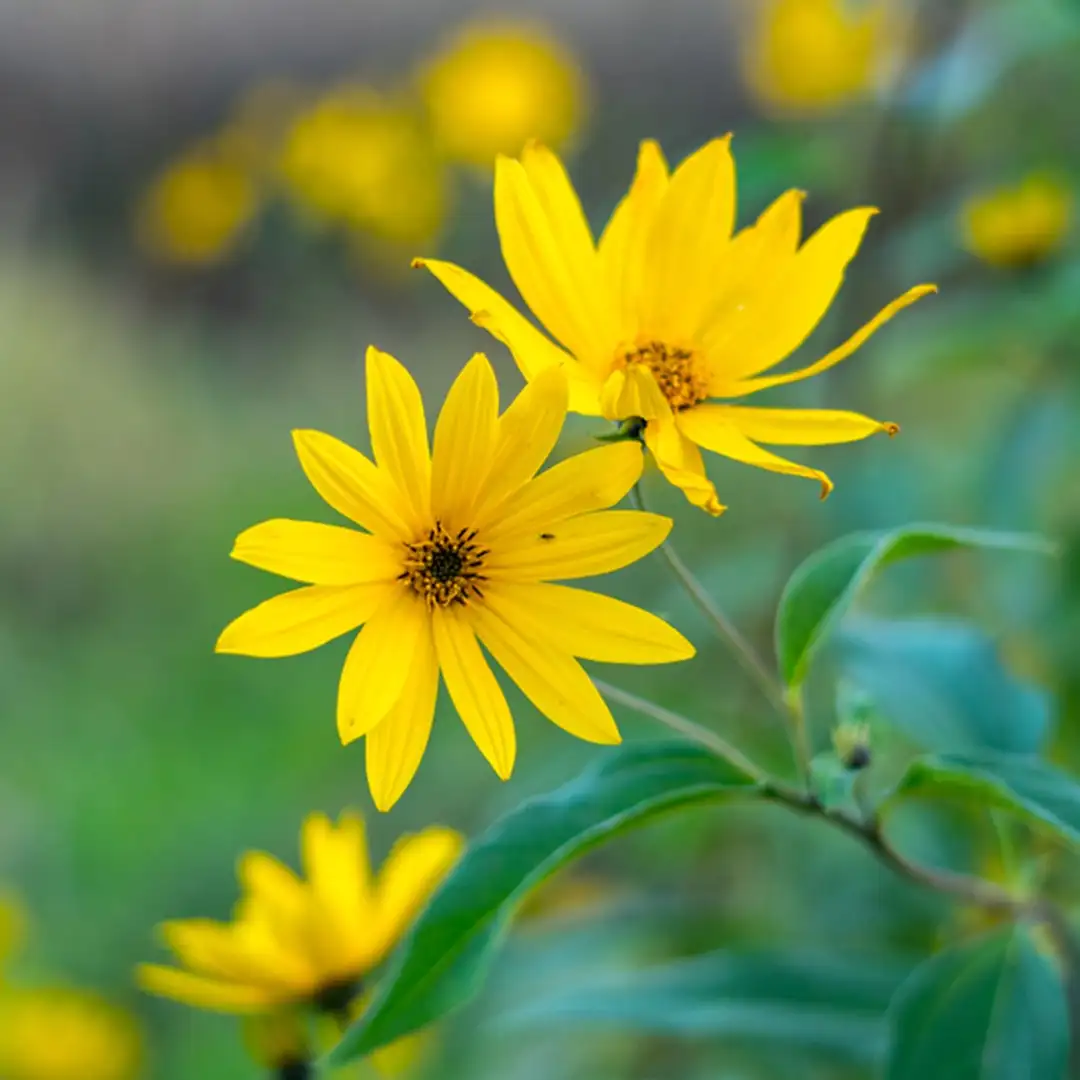 Girasol de Maximiliano (Helianthus maximiliani) - PictureThis