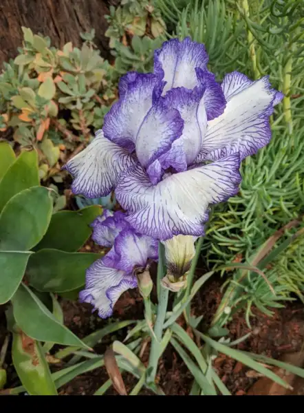 Irises (Iris) - PictureThis