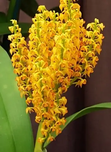 Three tips for keeping Greater yellowspike orchid temperature