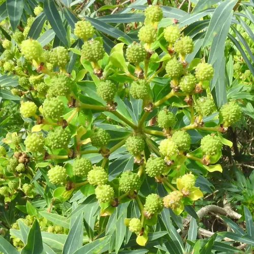 Euphorbia bivonae