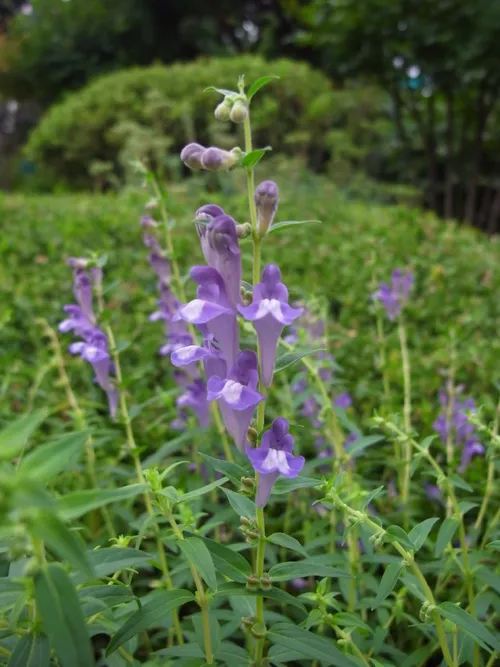 コガネバナ（黄金花） (Scutellaria baicalensis) - PictureThis