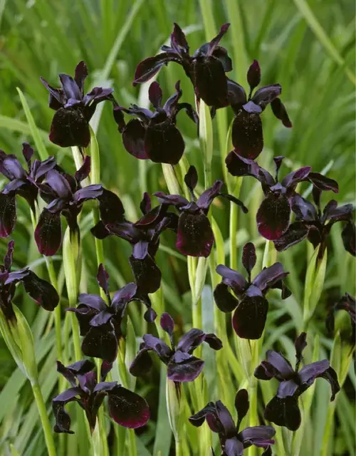 Iris chrysographes 'black'