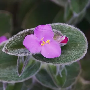 トラデスカンティア・シラモンタナを植え替えるには？（理想的な時期、方法、その後の世話）