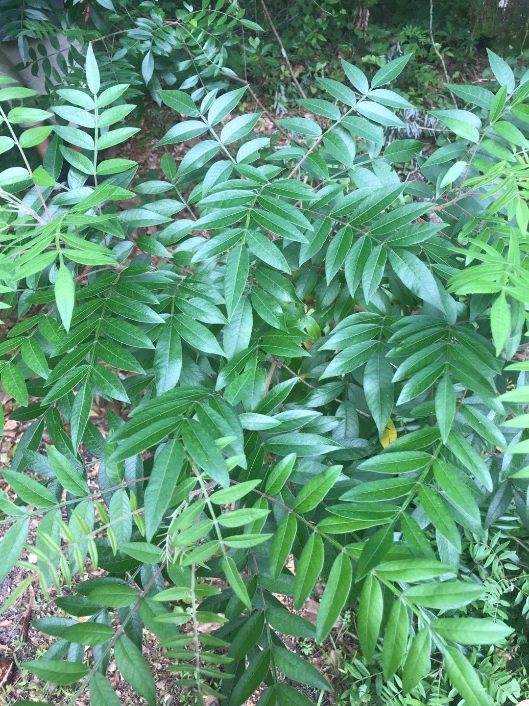 foglia di rhus aromatica