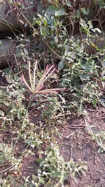 Herbe moulin à vent à capuchon (Chloris cucullata) - PictureThis