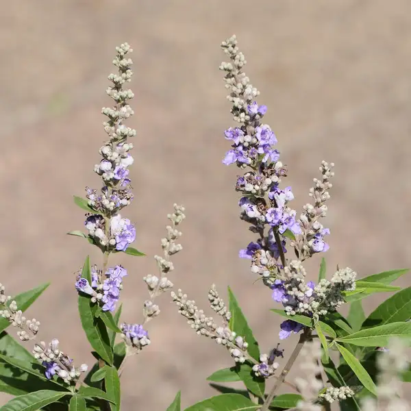 ハマゴウ属 Vitex 花言葉 毒性 よくある質問 Picturethis ハマゴウ属 Vitex 花言葉 毒性 よくある質問 Picturethis