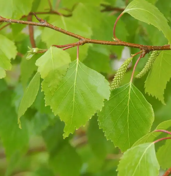 白樺 Betula Populifolia 照顧 種植 繁殖 開花時間 Picturethis 白樺 Betula Populifolia 照顧 種植 繁殖 開花時間 Picturethis
