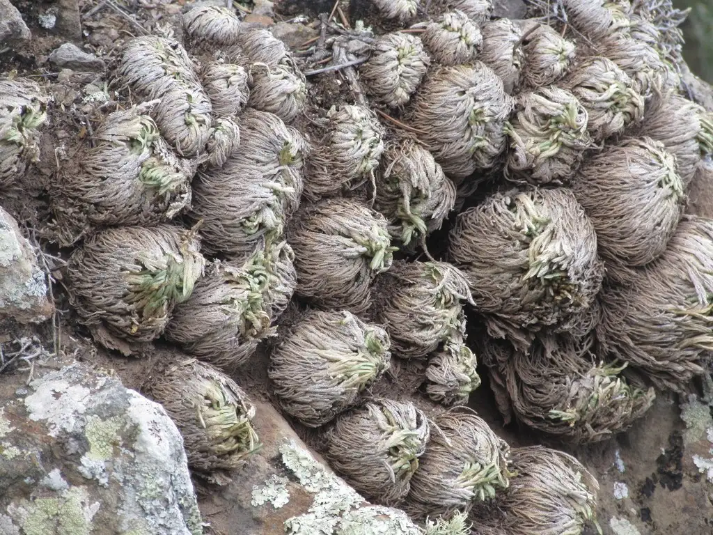 Rosa di Gerico (Selaginella) - PictureThis