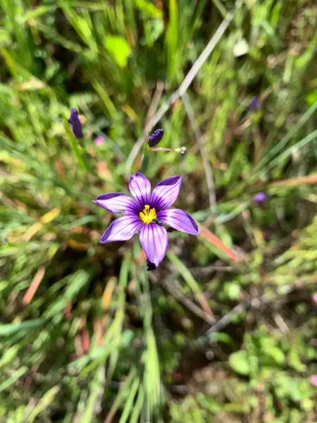 ニワゼキショウ属 Sisyrinchium 花言葉 毒性 よくある質問 Picturethis ニワゼキショウ属 Sisyrinchium 花言葉 毒性 よくある質問 Picturethis
